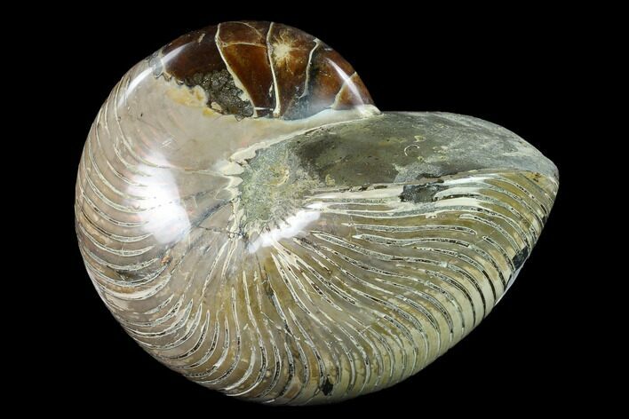 Polished Fossil Nautilus (Cymatoceras) - Madagascar #140432